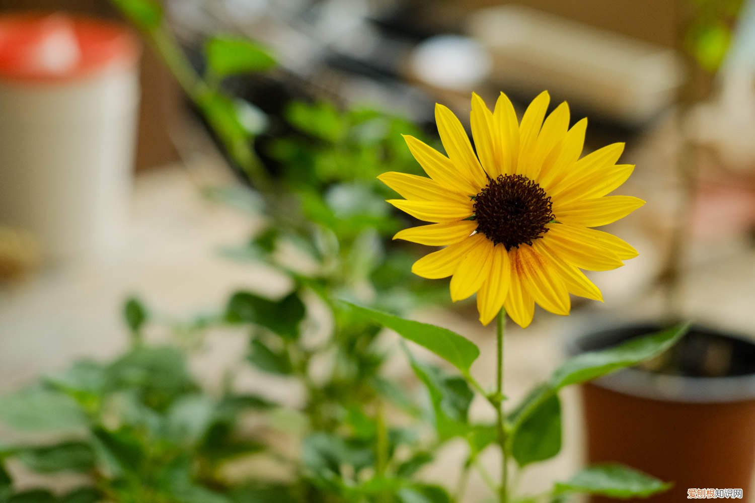 向日葵啥时播种 向日葵什么时候播种,向日葵叶子图片