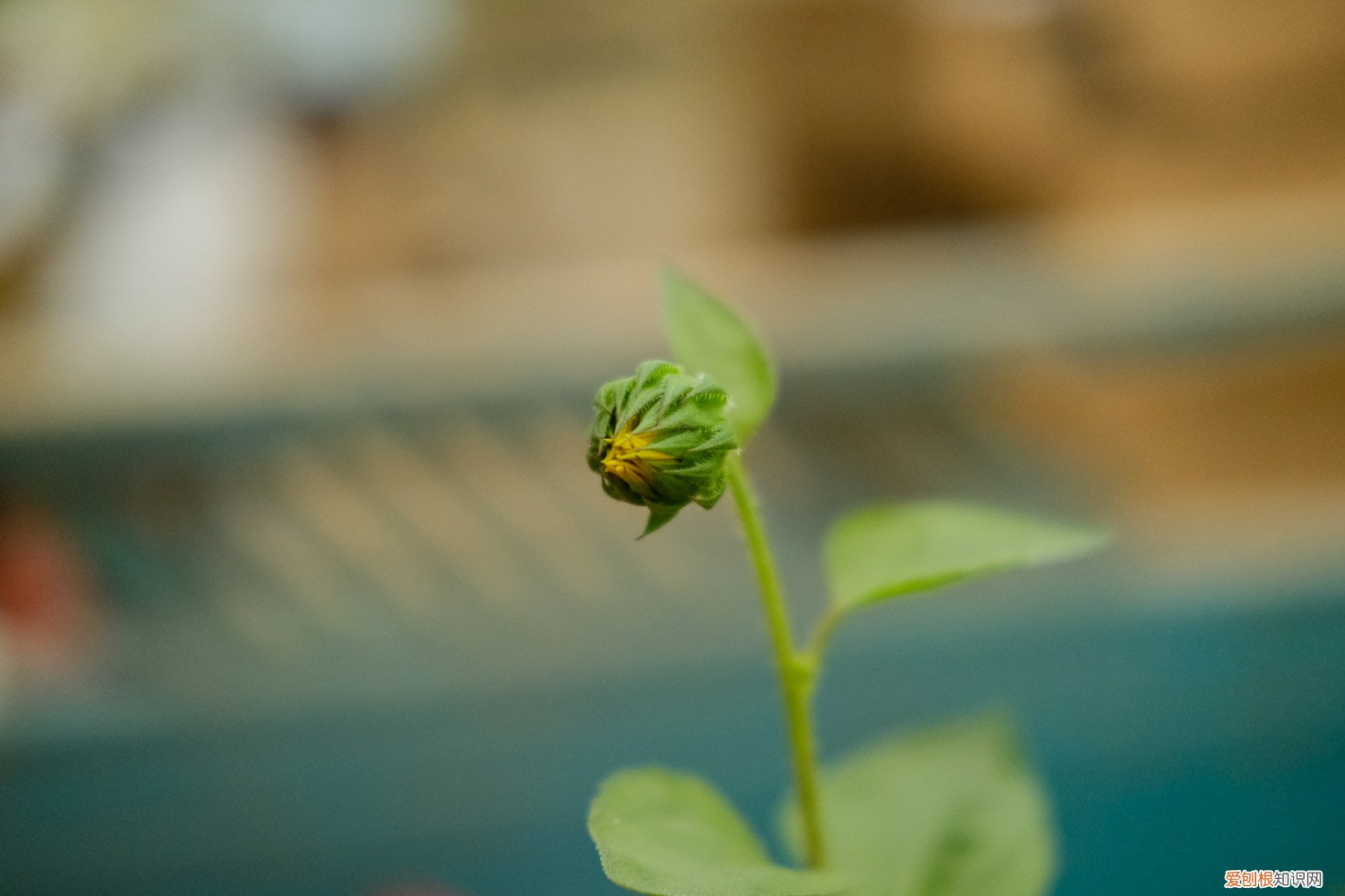 向日葵啥时播种 向日葵什么时候播种,向日葵叶子图片