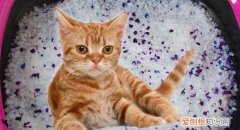 为什么猫喜欢闻猫薄荷 原来猫薄荷是含有这种物质