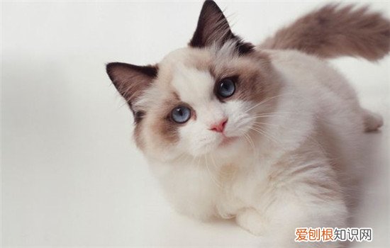 布偶猫好养吗 饲养布偶猫一定要多陪伴它