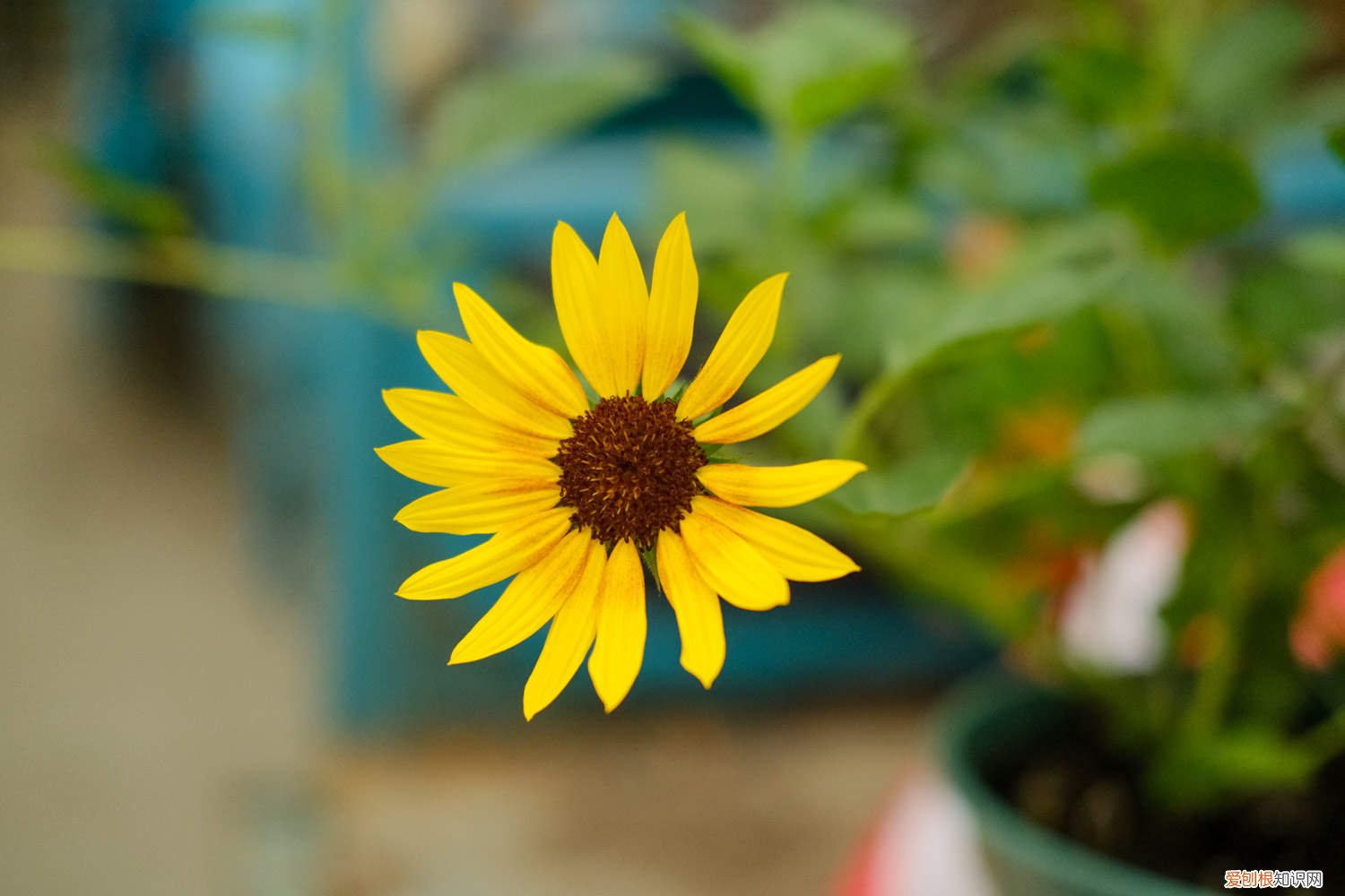 向日葵种子什么样子 向日葵种子怎么种，向日葵种子图片