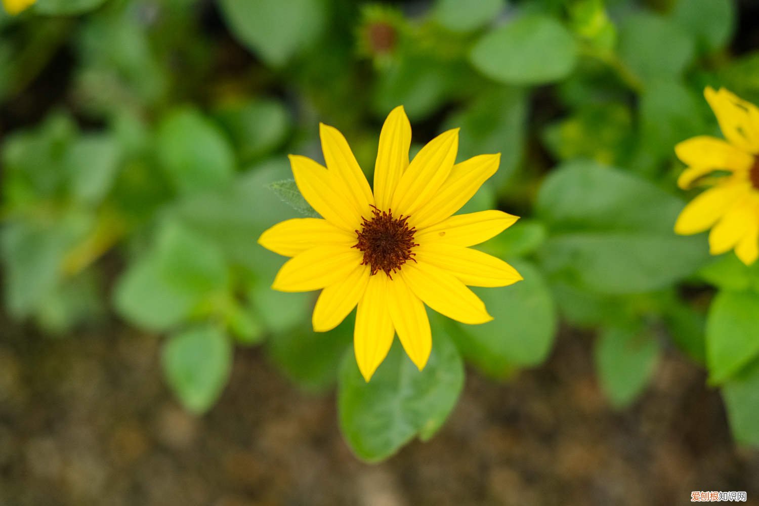 向日葵种子什么样子 向日葵种子怎么种，向日葵种子图片