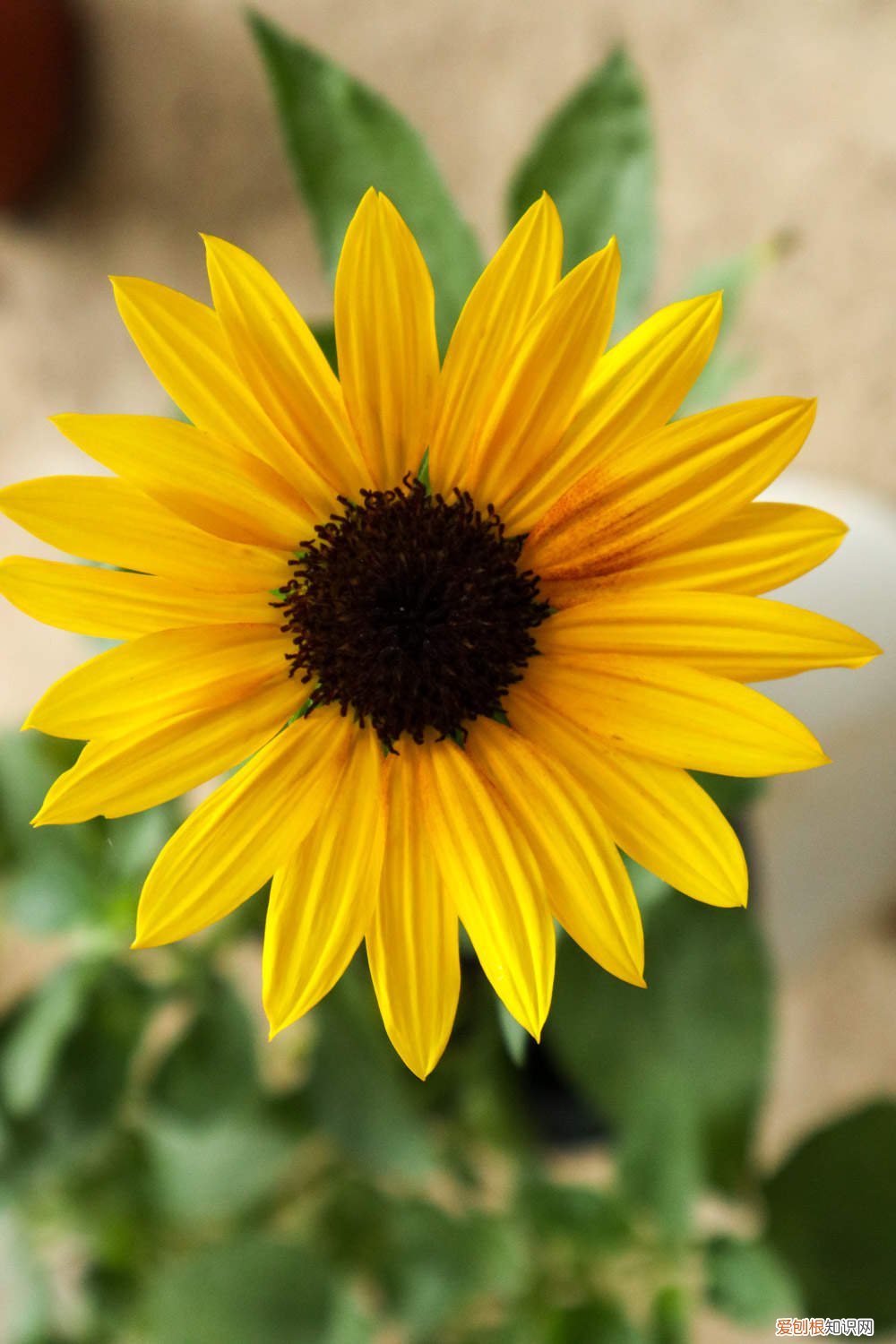 向日葵种子什么样子 向日葵种子怎么种，向日葵种子图片