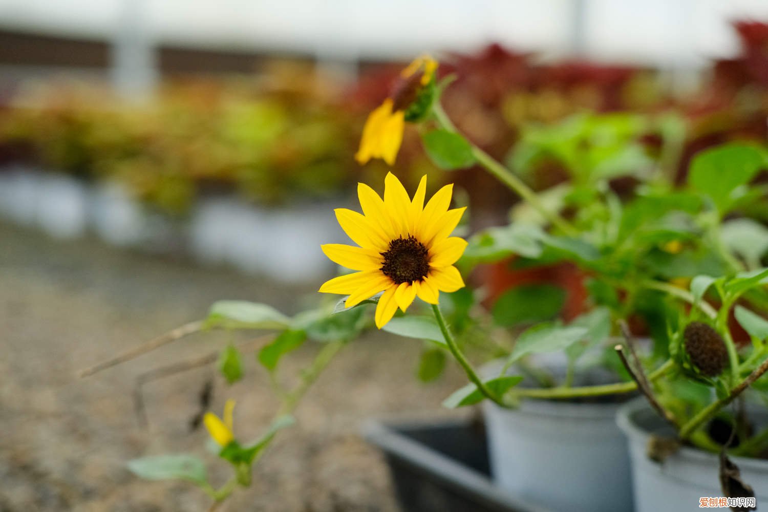 向日葵种子什么样子 向日葵种子怎么种，向日葵种子图片