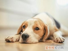 狗狗眼屎多没精神是怎么回事 狗狗眼屎多没精神