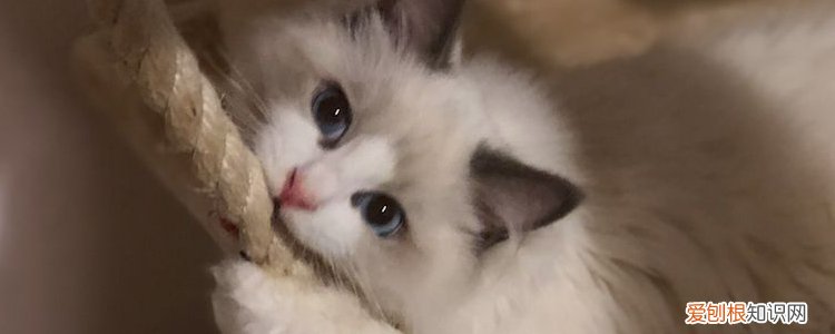 养布偶猫需要注意些什么 养布偶猫最忌讳什么,养布偶要注意些什么,养布偶有什么禁忌