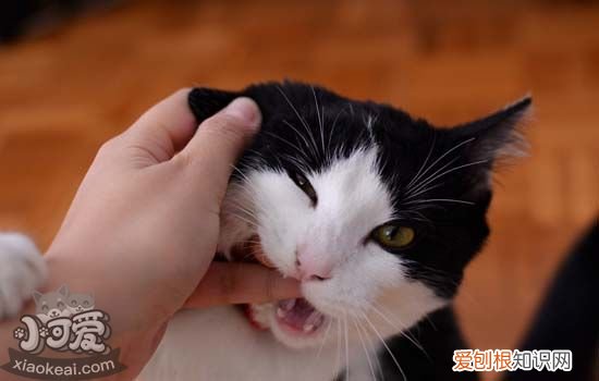 猫咪埋食物 猫咪埋屎一样埋食物