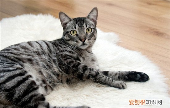 猫咪带铃铛会影响听力吗 什么样的猫需要带铃铛