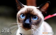 猫粮怎么选择好 猫粮选择经验分享