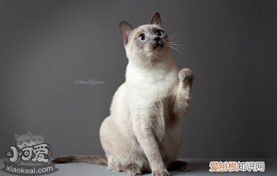 猫粮怎么选择好 猫粮选择经验分享