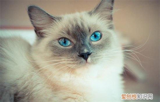 布偶猫吃什么胖的最快 布偶猫吃什么