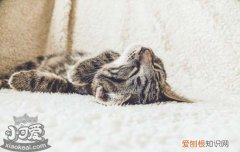 主人不在家猫在做什么 主人不在家猫会寂寞吗