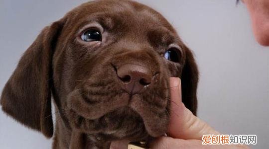 成年狗眼屎黄粘稠怎么回事 狗眼屎黄粘稠怎么回事