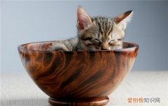 猫碗怎么选 猫碗用塑料的好吗