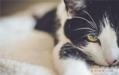 猫指甲套是什么 猫咪指甲套对猫有危害吗