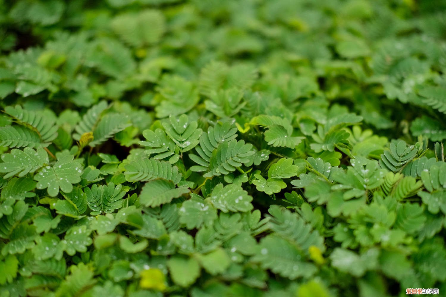 含羞草该怎么种 含羞草怎么种，含羞草的资料