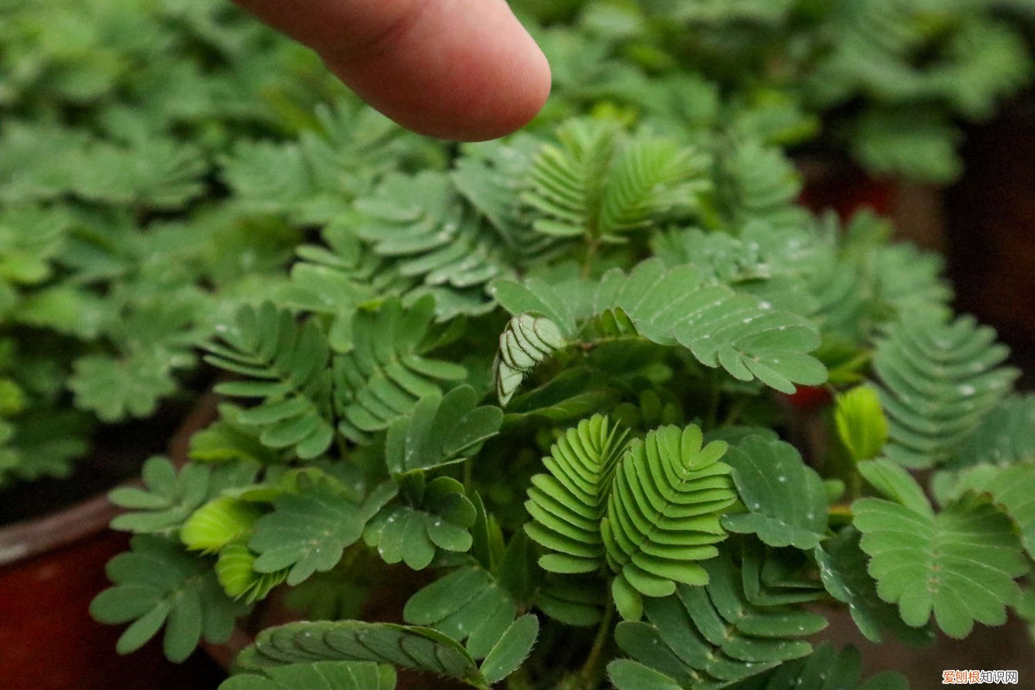 含羞草该怎么种 含羞草怎么种，含羞草的资料