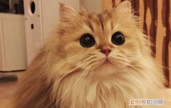 猫给猫踩奶是什么意思 猫为什么踩奶,猫踩奶什么意思,猫踩奶是什么意思