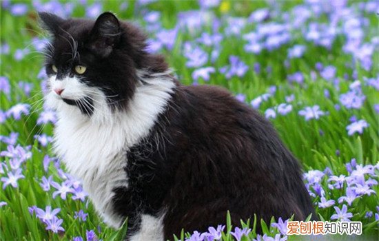 挪威森林猫和缅因猫的区别 教你如何分别这两种猫咪