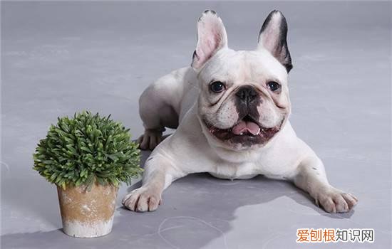 狗狗吃完驱虫药多久能吃饭 狗狗吃了驱虫药多久可以吃饭