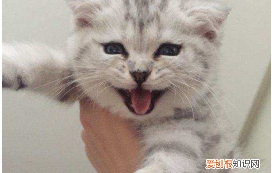 什么植物对猫咪无毒 对猫咪有毒的植物,对猫咪来说有毒的植物,什么植物对猫咪有毒