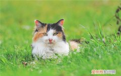 哪些盆栽对猫有害 猫和这些盆栽不要一起养