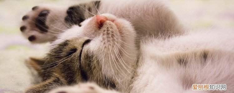 ?猫可以吃人类的零食吗,猫吃人类的零食吗,猫能不能吃人类的零食