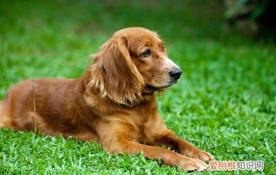 金毛肝腹水怎么治疗 金毛肝腹水治疗步骤