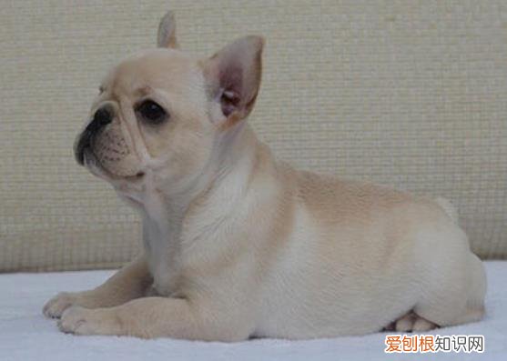 法牛犬皮肤病怎么处理 法牛皮肤病怎么处理