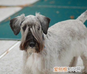 小狗驱虫经验超可信 小狗怎样才算驱虫成功