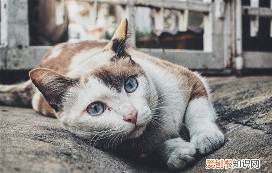 猫粮有什么优点 猫粮好还是猫零食好