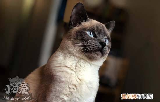 猫咪下巴黑黑的是什么 猫咪黑下巴是什么原因