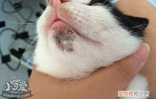 猫咪下巴黑黑的是什么 猫咪黑下巴是什么原因