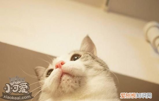 猫咪下巴黑黑的是什么 猫咪黑下巴是什么原因
