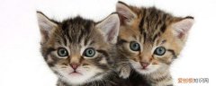 2个半月猫咪一天吃多少猫粮 2个月猫吃多少猫粮,2个月的猫吃多少猫粮,2个月猫吃多少克猫粮