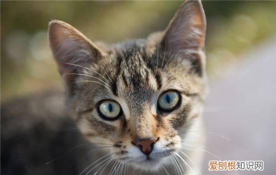 受欢迎的猫有哪些 五大受欢迎的宠物猫品种