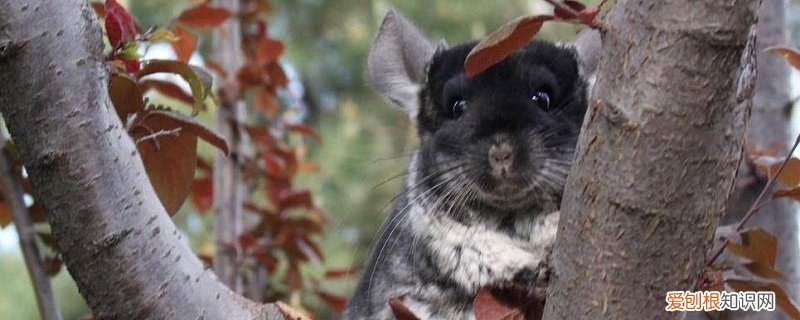 南美洲栗鼠咬人吗 南美洲栗鼠的特点