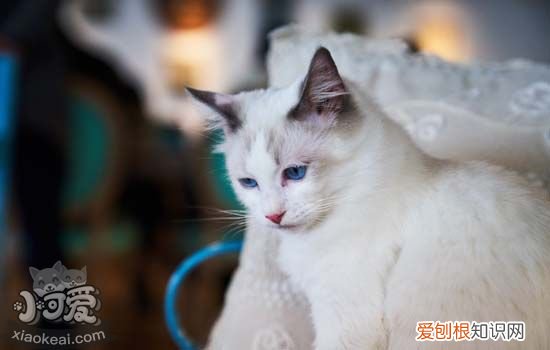 养猫有助于缓解抑郁吗 猫能改善你的抑郁症吗?