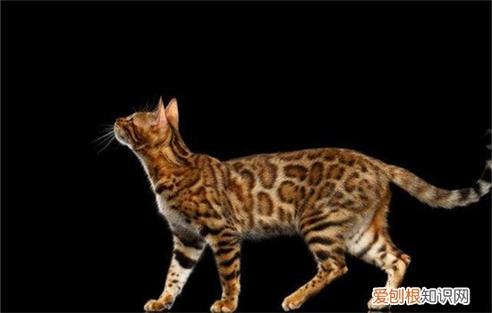 哪些猫智商高 你家的猫咪有上榜吗