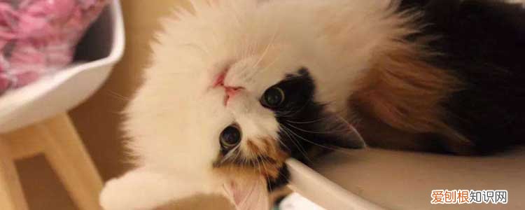 猫挑食是怎么回事 猫咪挑食是什么原因,猫咪挑食是因为什么,猫挑食是什么原因