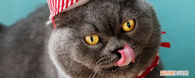 南方如何给猫咪过冬 南方冬天养猫注意事项,冬天养猫注意什么,冬天养猫咪注意什么