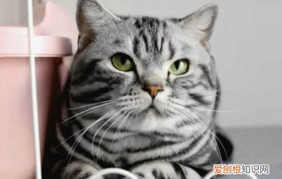 猫绝育过后多久可以洗澡 猫绝育后多久可以洗澡