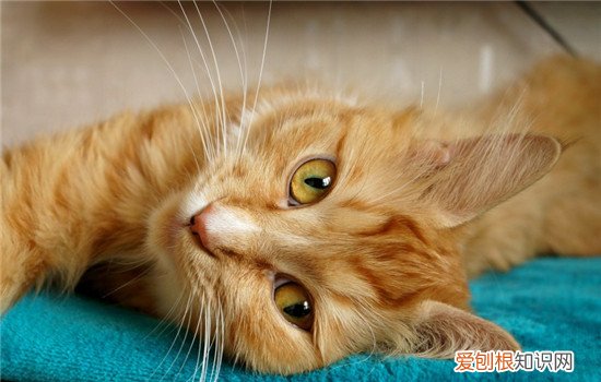 猫为什么会捂着脸睡 猫咪捂着脸睡是因为害羞吗