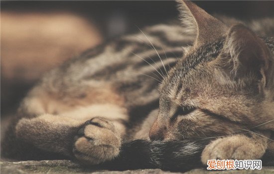 猫为什么会捂着脸睡 猫咪捂着脸睡是因为害羞吗