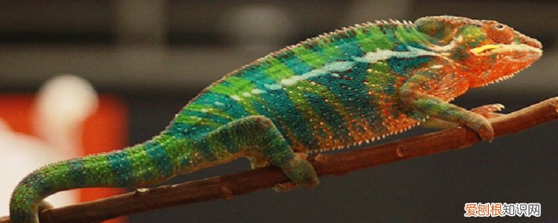 变色龙的颜色变化原理 变色龙的变色原理在于什么色素