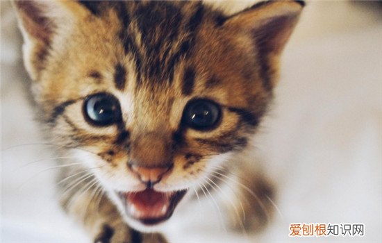 猫咪像狗一样哈气 猫咪是不是得了什么怪病