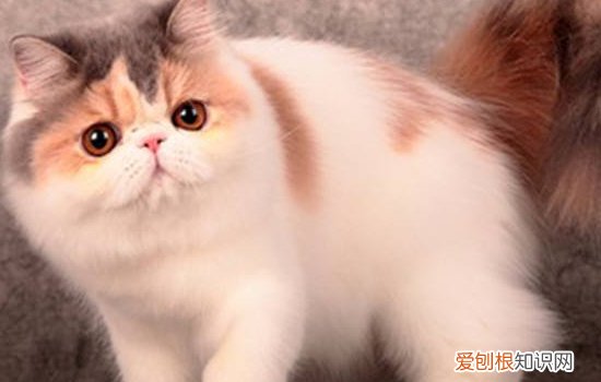 母猫吃小猫有什么预兆 这三种情况你要注意了