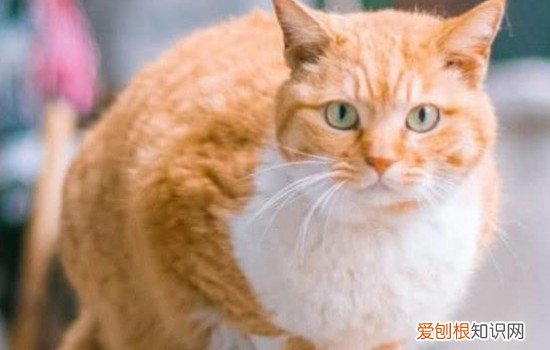 猫咪抓板什么样的好 猫抓板选择,如何选择猫抓板,猫咪的猫抓板如何选择