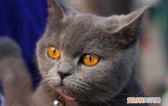 猫咪猫抓板有什么用 猫咪的猫抓板如何选择,猫抓板的选择,猫抓板选择