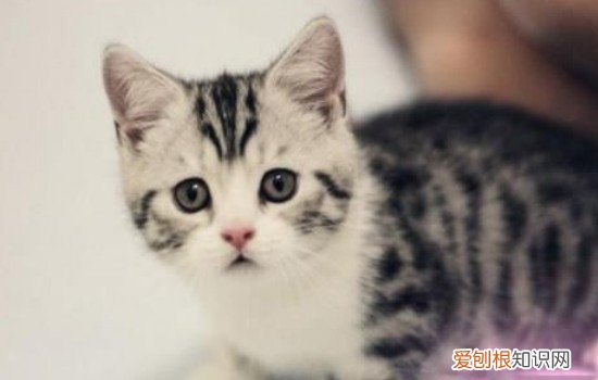 猫咪猫抓板有什么用 猫咪的猫抓板如何选择,猫抓板的选择,猫抓板选择